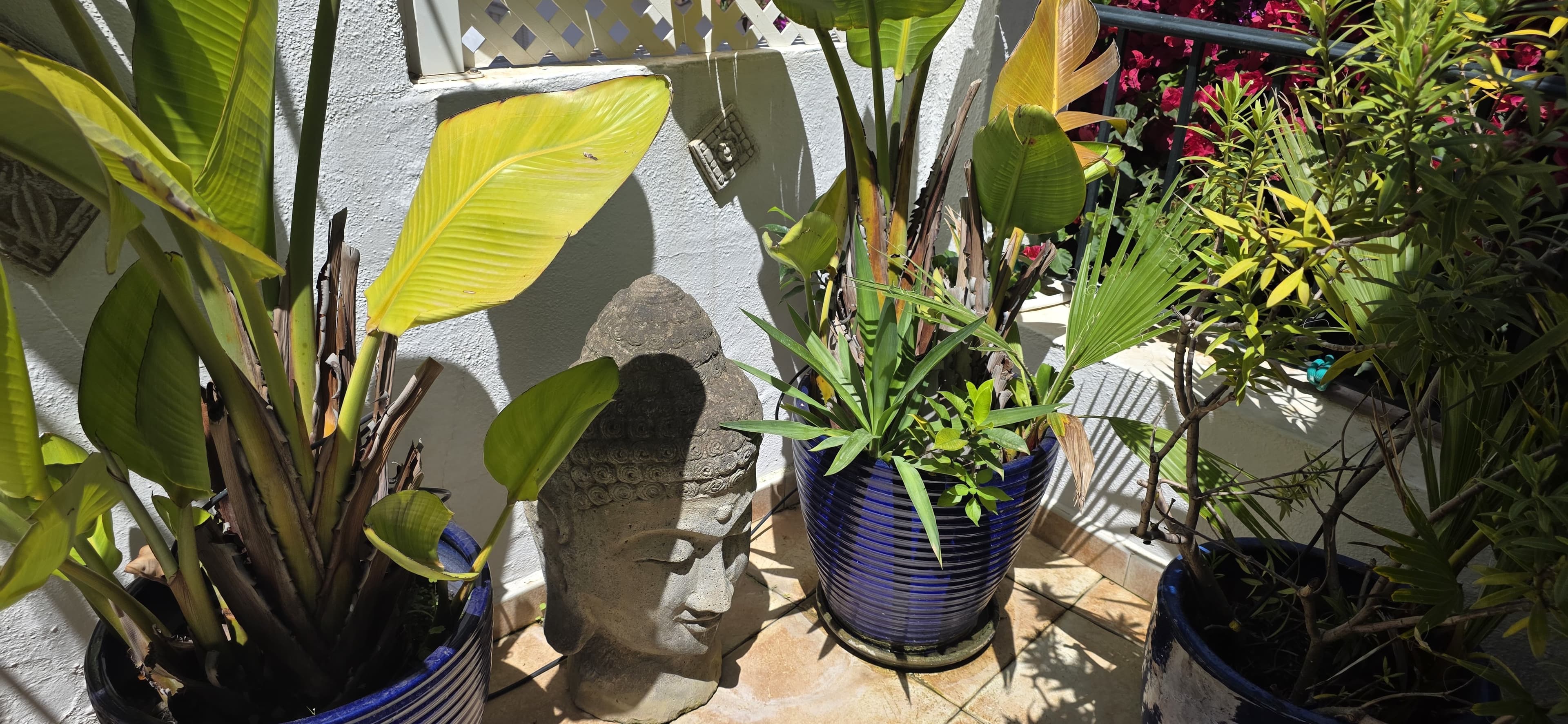 Tropical plants beside a guest room window at La Villa Marbella in warm afternoon light